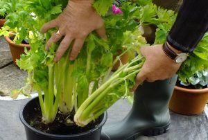 C Mo Cultivar Apio En Maceta La Huerta De Ivan