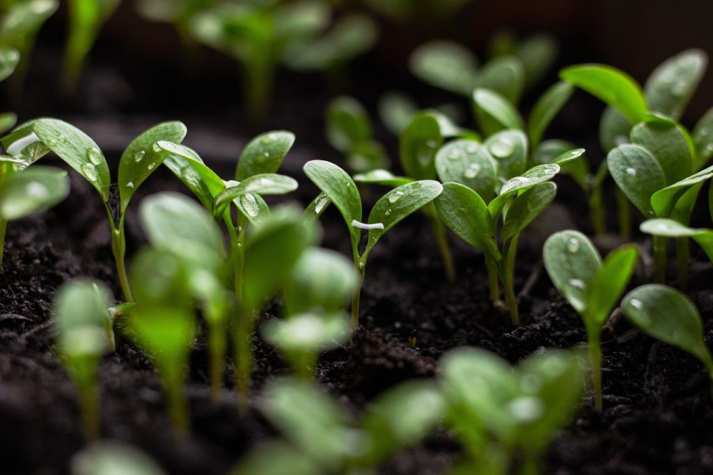 7 errores que cometimos preparando semilleros